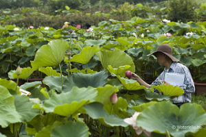 Chinese Waterlily World Qingdao