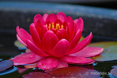 Nymphaea Perry's Baby Red 1989 by Perry Dean Slocum