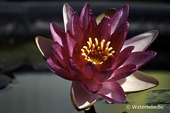 Nymphaea Perry's Red Beauty