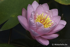 Nymphaea Norma Gedye