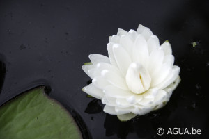 Nymphaea White 1000 petals