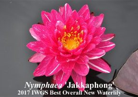 Nymphaea Jakkaphong - winner IWGS competition 2017