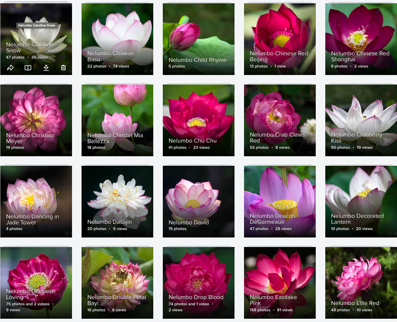 Lotus: types