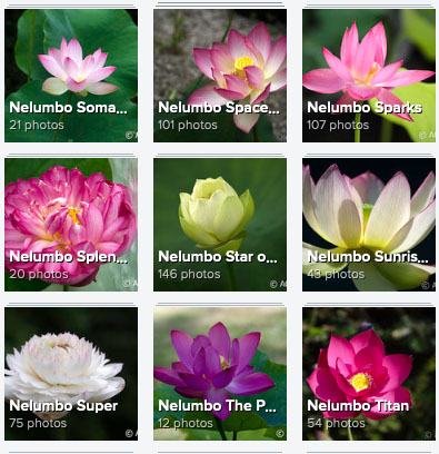 Lotus: vormen