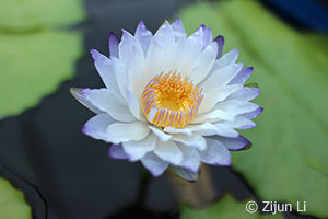 Nymphaea Mint Atmosphere