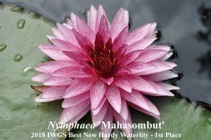 IWGS Waterlily Competition 2018
