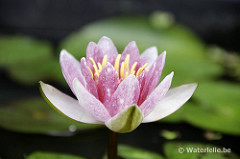 Nymphaea Perry's Baby Pink