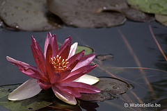 Nymphaea Perry’s Red Beauty 1989