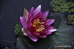 Nymphaea Perry's Wildfire