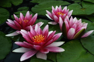 Nymphaea Poll's Pink Glory Â© Pol Detienne