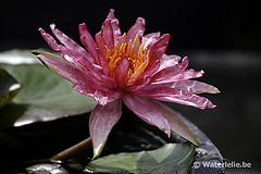 Nymphaea Red Spider 1993