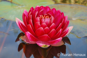 Nymphaea Reine du bal