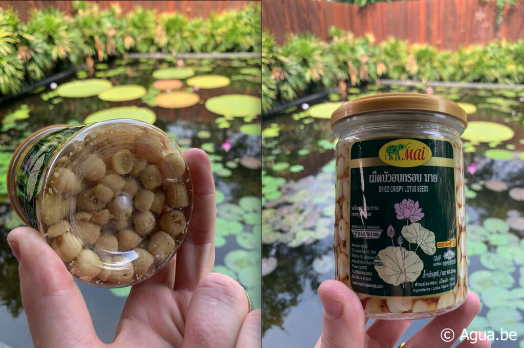 Lotus Seeds Thailand