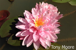 Nymphaea Strawberry Milkshake