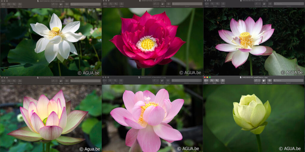Verschillende kleuren lotus