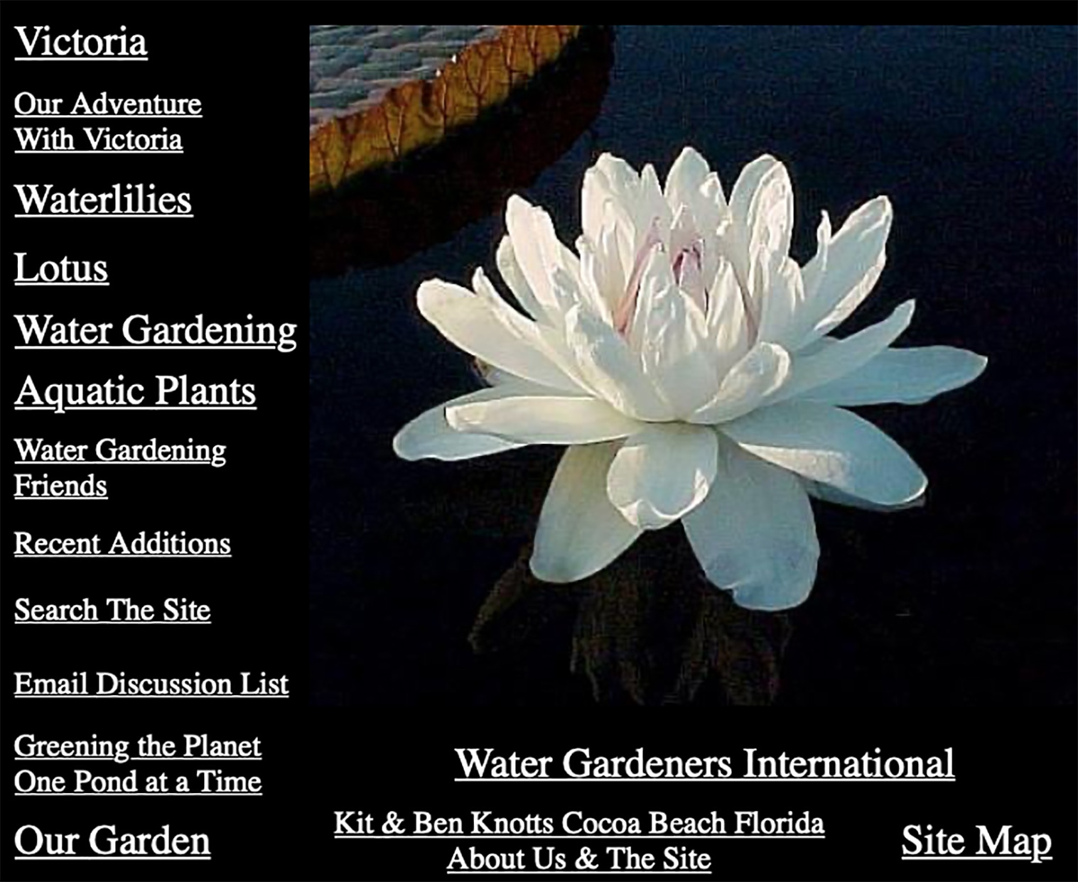 Website waterlilies