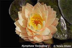 Nymphaea Darjeeling