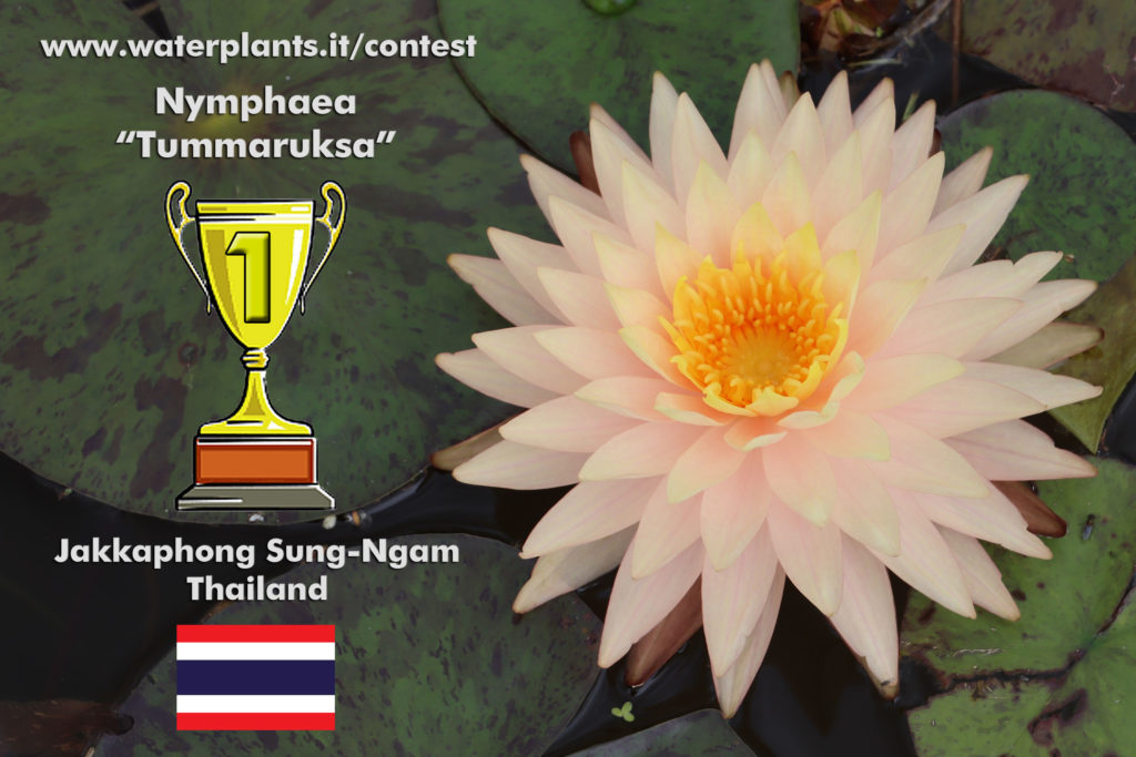 International Waterlily and Lotus Contest 2021
