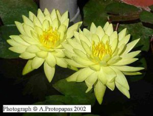 Nymphaea Thalia 2002